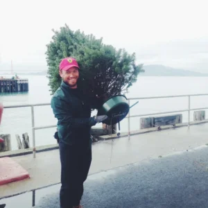 acquisti alberi di natale​