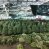 acquisti alberi di natale​