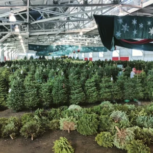 acquisti alberi di natale