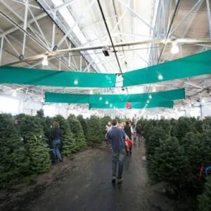 dove acquistare alberi di natale​